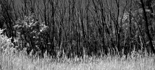 An abstracted view of marsh reeds and cattails in Fort Atkinson, WI.