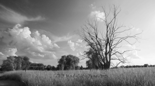 A dramatic tree growing in a wisconsin marsh.
